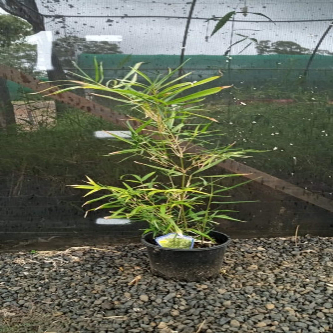 bambusa heterostachya variegated malay dwarf 200 mm