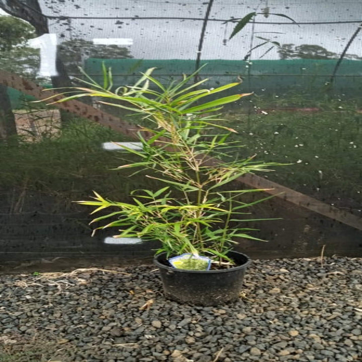 bambusa heterostachya variegated malay dwarf 200 mm