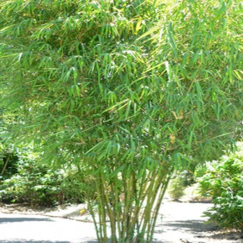 bambusa heterostachya 200 mm