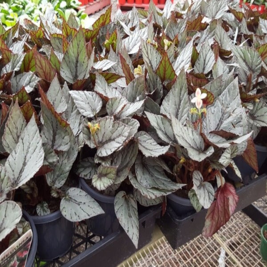 begonia escargot rex begonia 130 mm