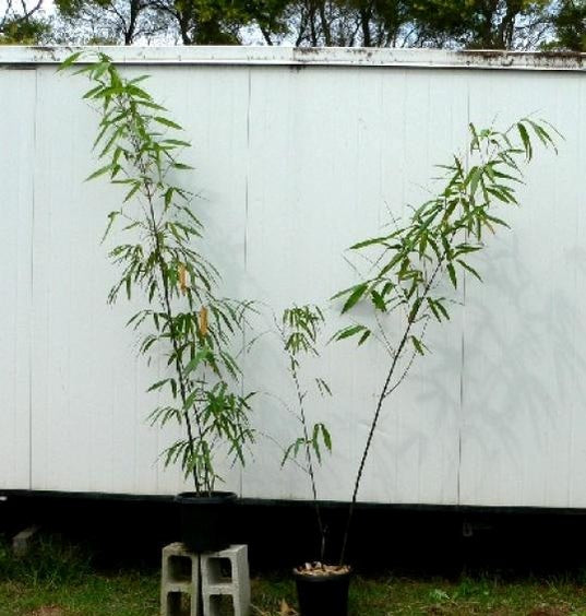 bambusa lako timor black 200 mm