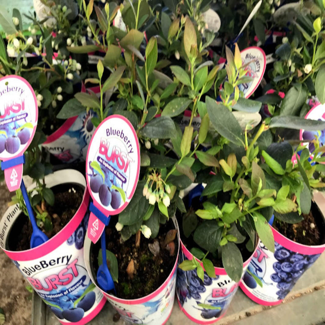 blueberry blueberry burst ® vaccinium spp 140 mm