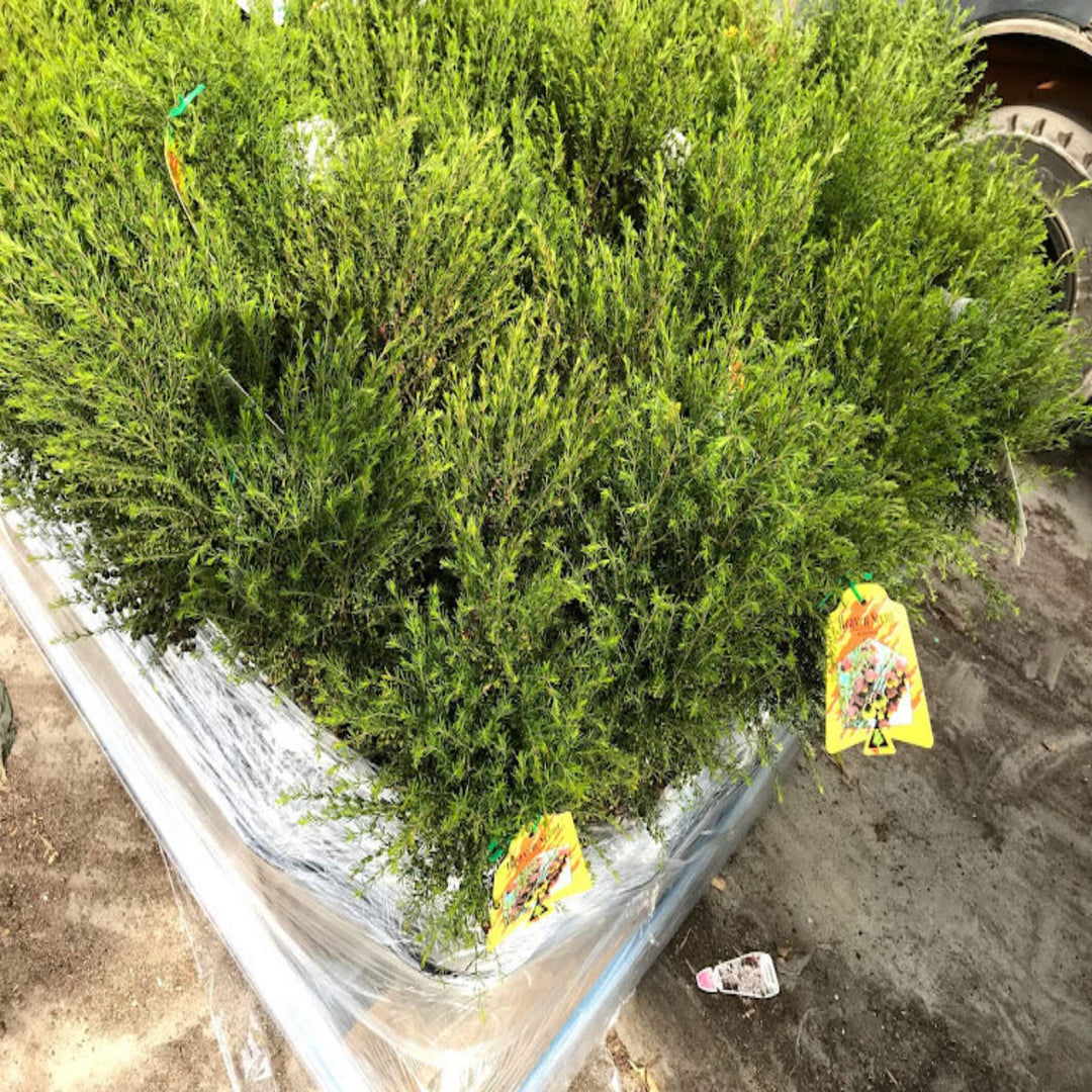 boronia megastigma jack mcguires red 175 mm