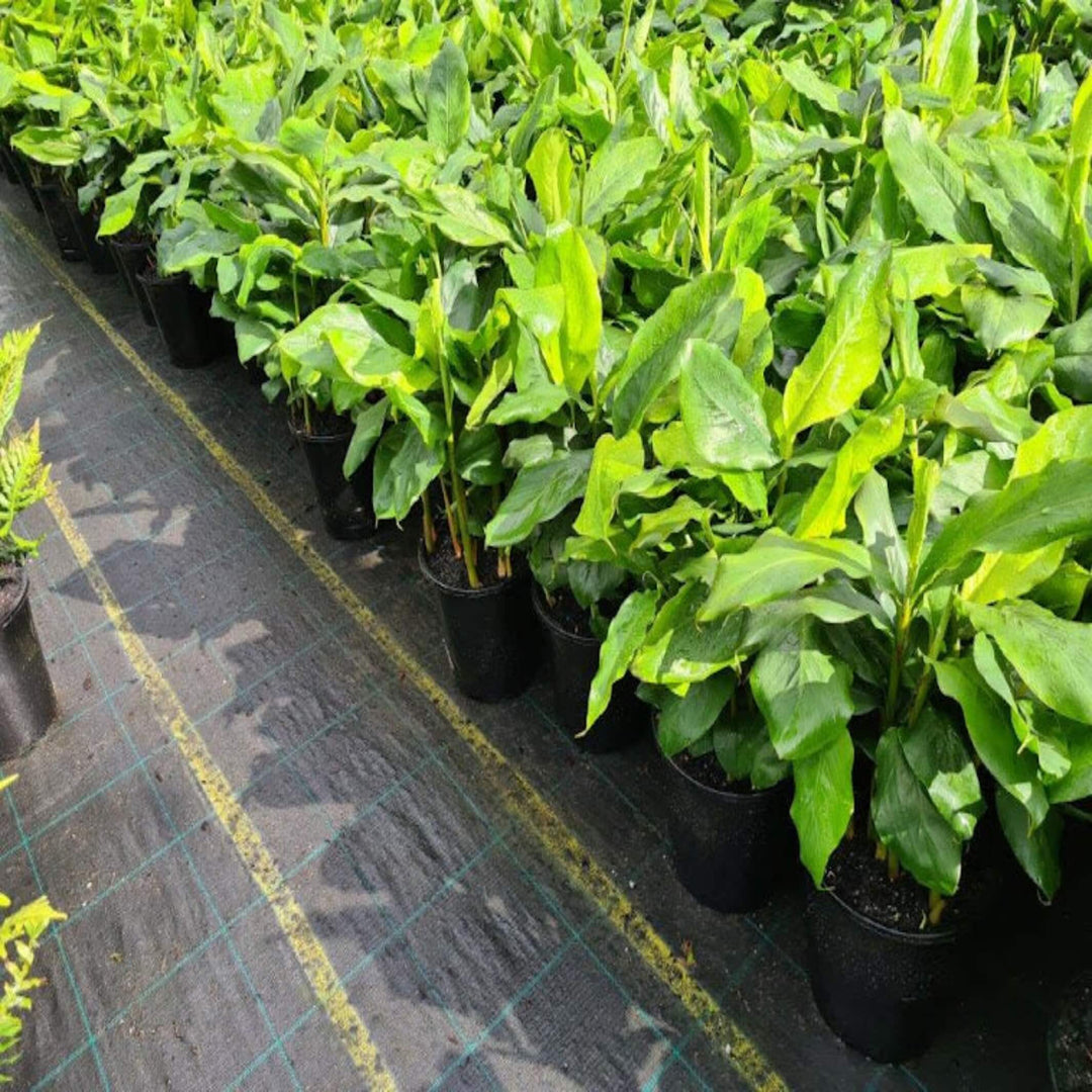 buy cardamom pods