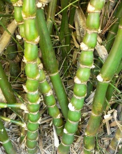 bambusa ventricosa 200 mm