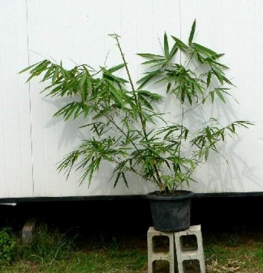bambusa vulgaris wamin giant buddah belly bamboo 300 mm