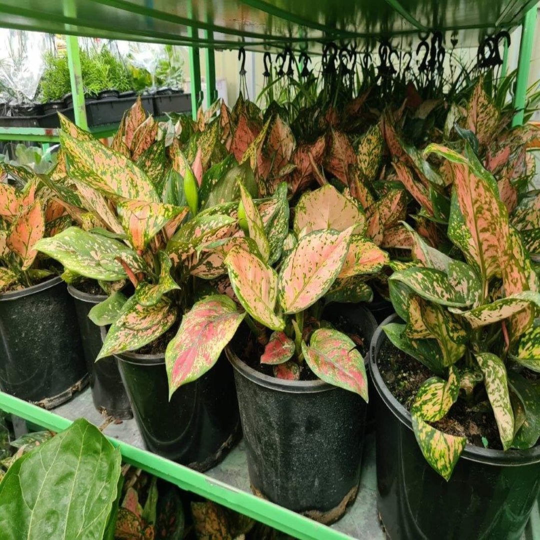 aglaonema buy australia Aglaonema Plant (Chinese Evergreen) – Easy Low-Light Indoor Plant – The Australian Plant Shop
