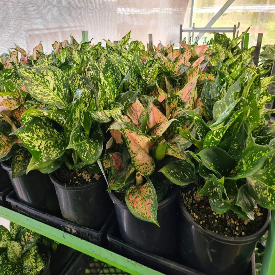 aglaonema sydney Aglaonema Plant (Chinese Evergreen) – Easy Low-Light Indoor Plant – The Australian Plant Shop