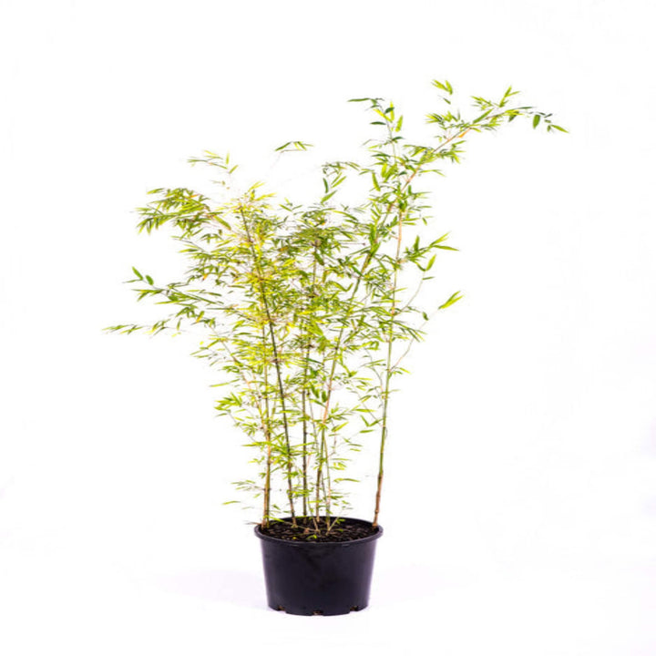 chusquea coronalis costa rican weeping bamboo 200 mm