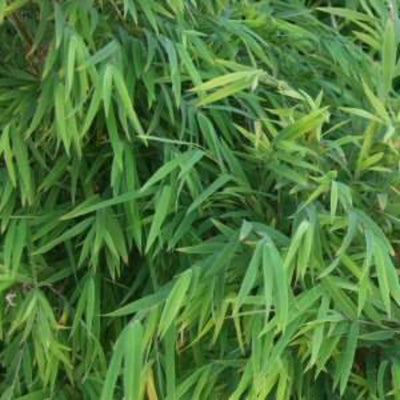 chusquea coronalis costa rican weeping bamboo 200 mm
