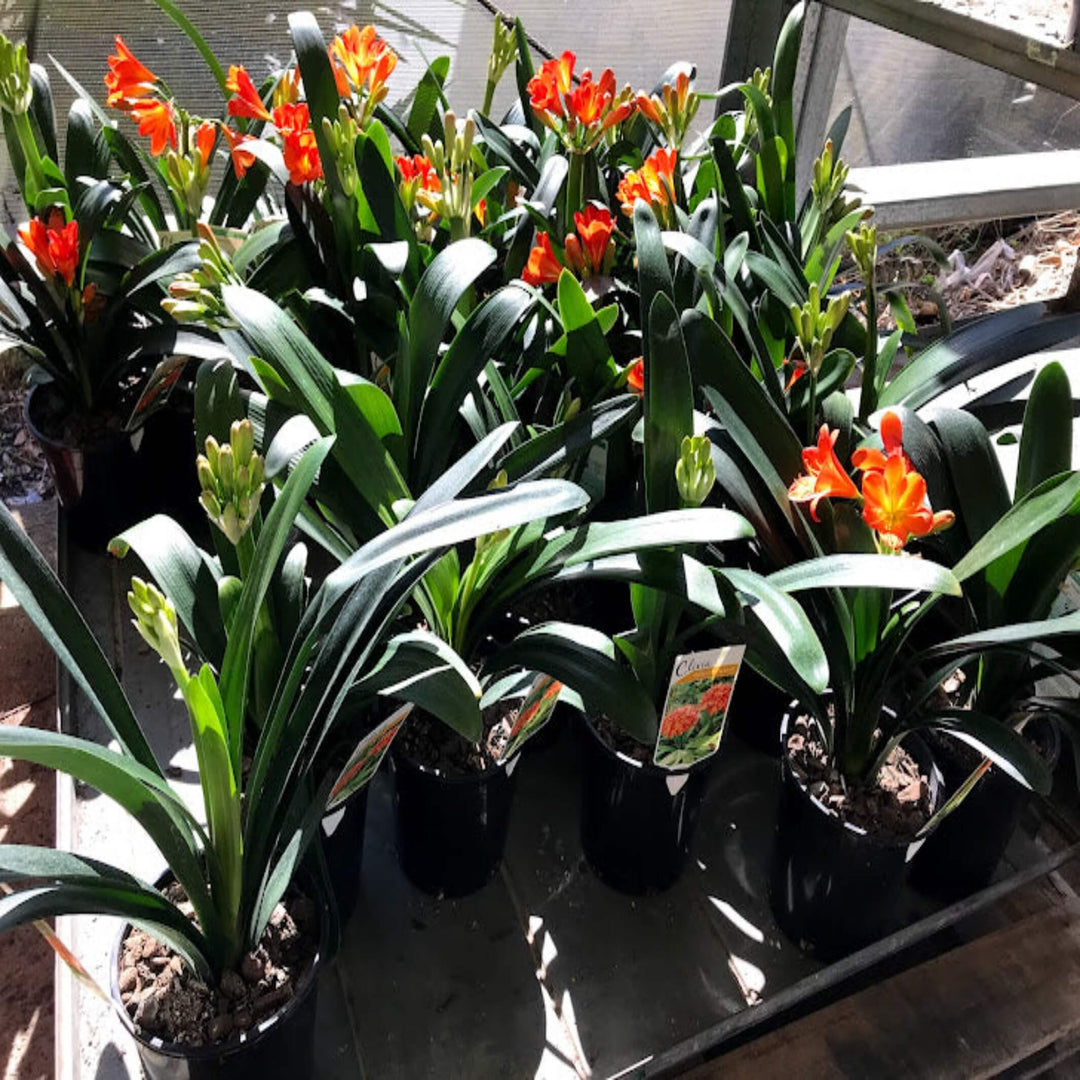 clivia belgian hybrid 140 mm