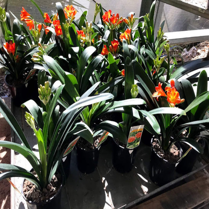clivia belgian hybrid 140 mm
