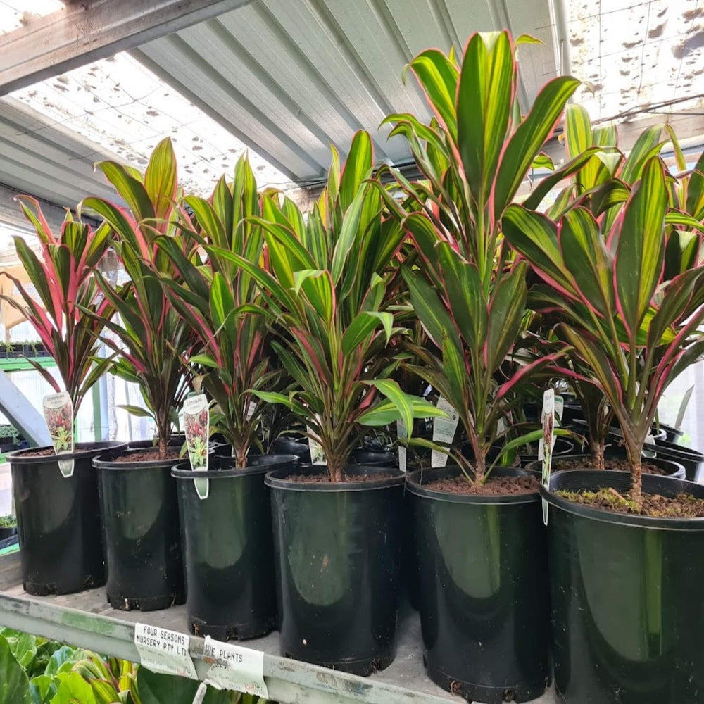 cordyline fruticosa kiwi 200 mm