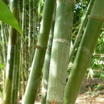dendrocalamus minor amoenus ghost bamboo 200 mm