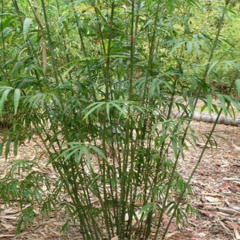 drepanostachyum khasianum purple jade bamboo 200 mm