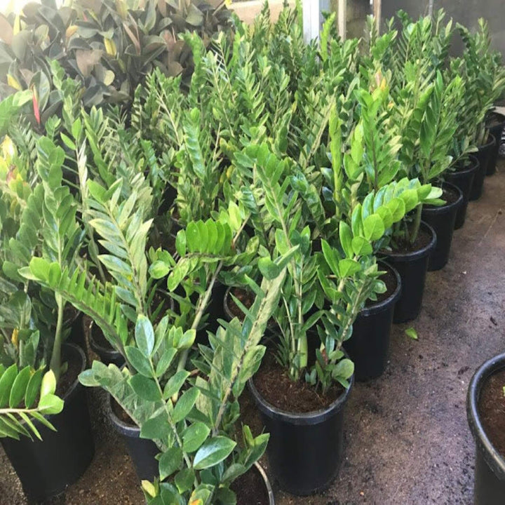 easy care houseplant