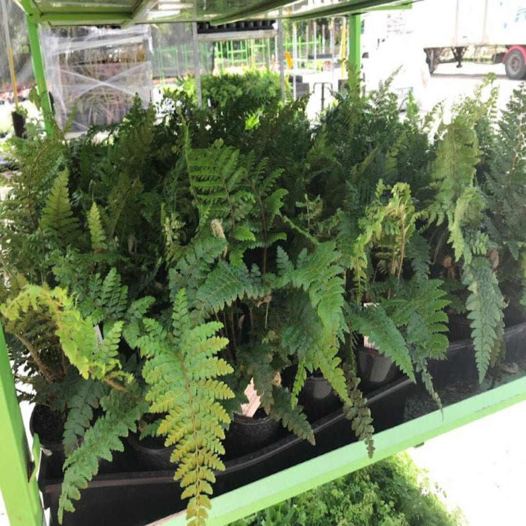 fern assorted 130 mm