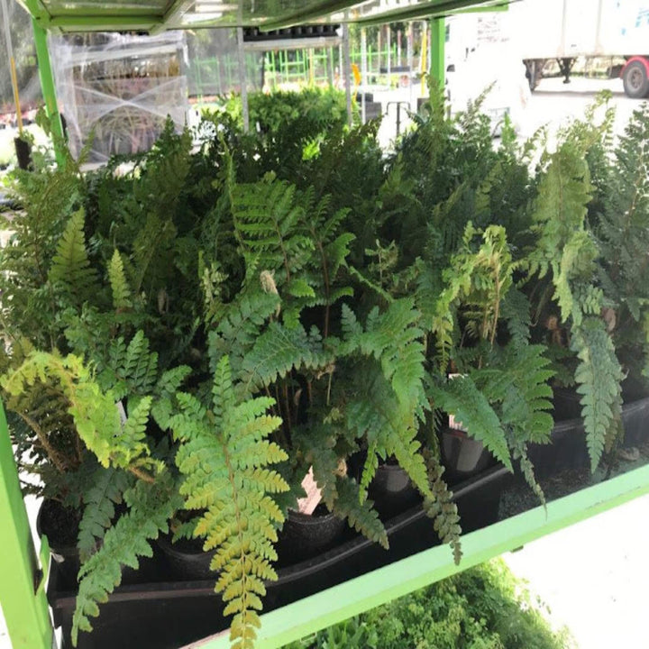 fern assorted 130 mm