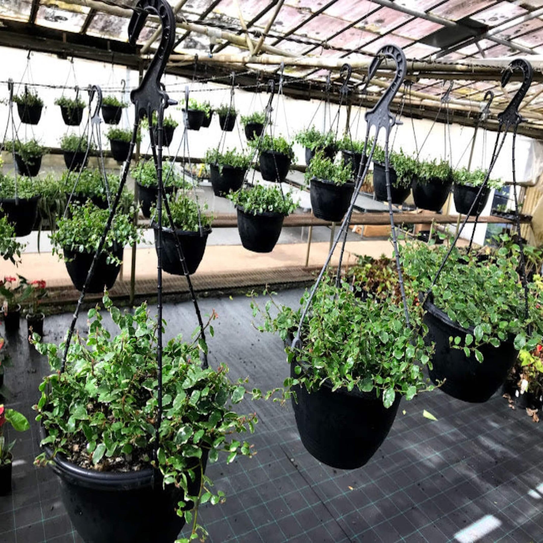 ficus hanging plant Ficus pumila (Climbing Fig)