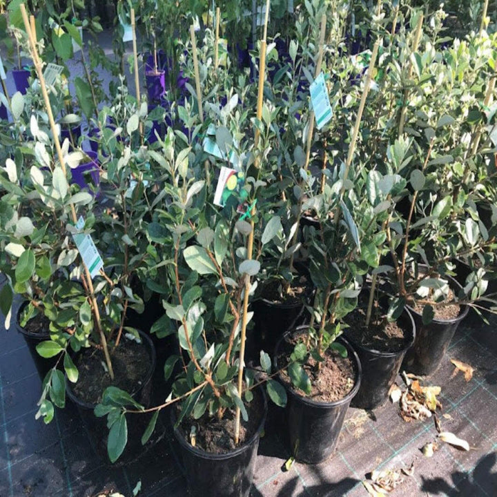 Feijoa sellowiana Pineapple Guava 200 mm
