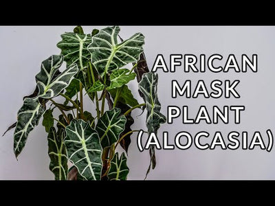 Alocasia amazonica (Alocasia Polly)