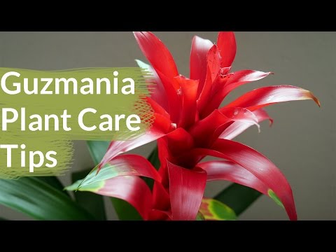 Guzmania (Vase Plant/Scarlet Star) - Assorted