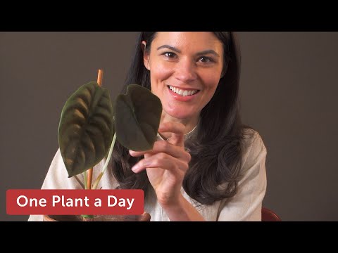 Alocasia cuprea 'Red Secret'
