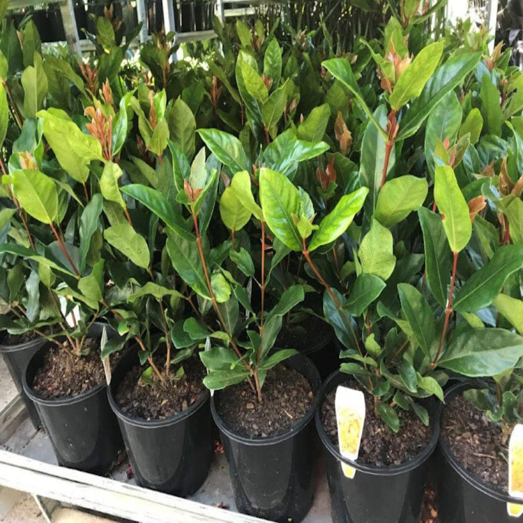 ixora chinensis prince of orange 200 mm