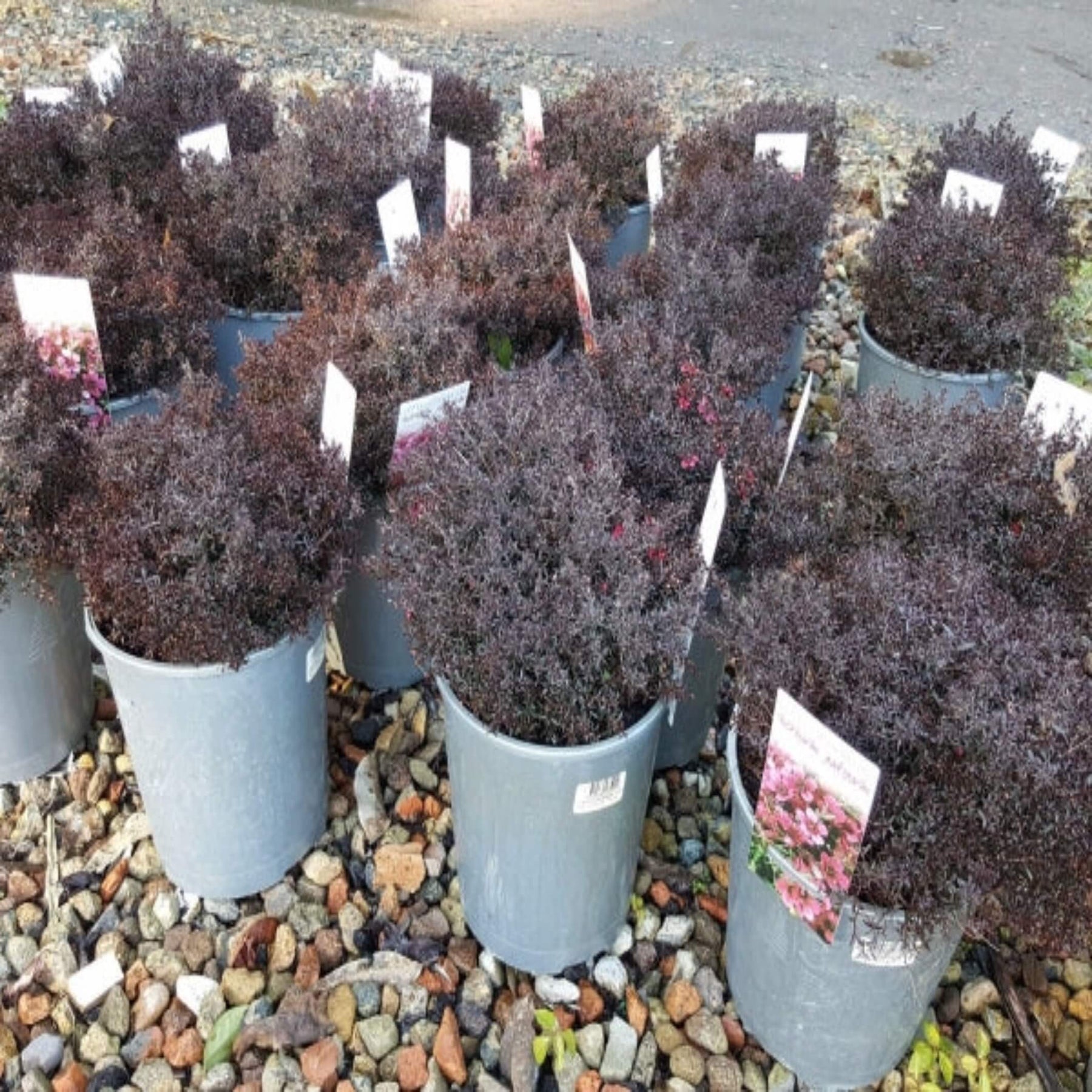 Leptospermum flavescens 'Cardwell' I Tea Tree The Australian Plant Shop