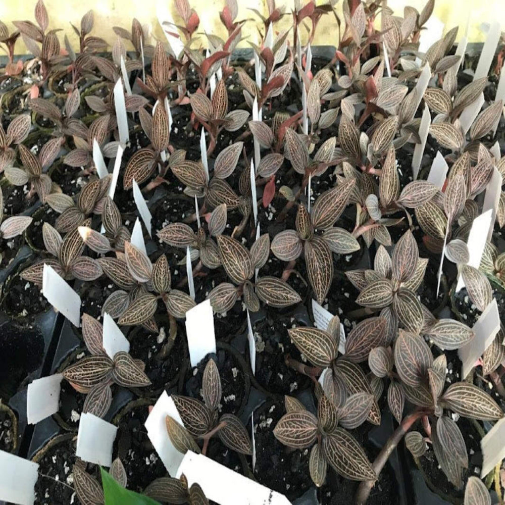 Ludisia discolour 100 mm