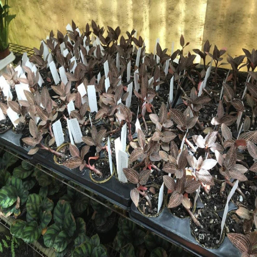 ludisia discolor 70 mm