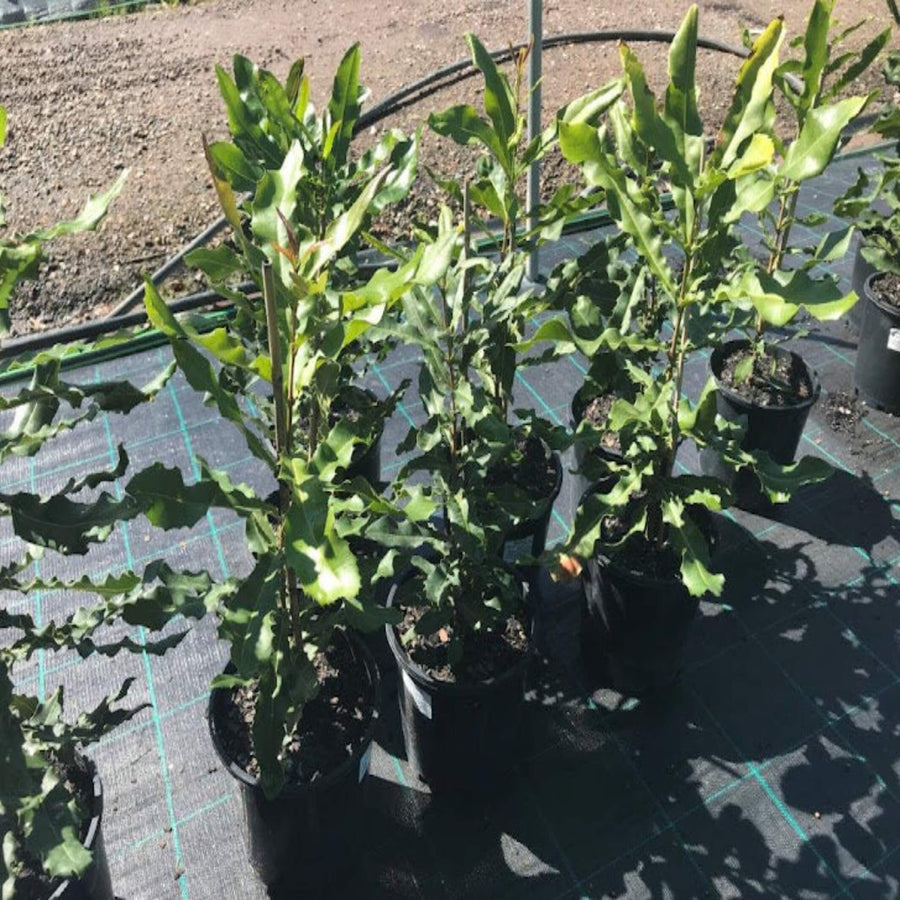 macadamia spp assorted seedling 200 mm
