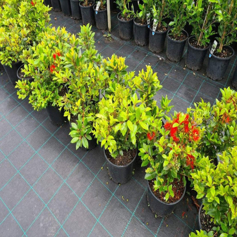 Metrosideros collina 'Little Dugald' I The Australian Plant Shop