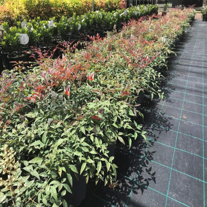 nandina domestica murasaki flirtâ„¢ 175 mm