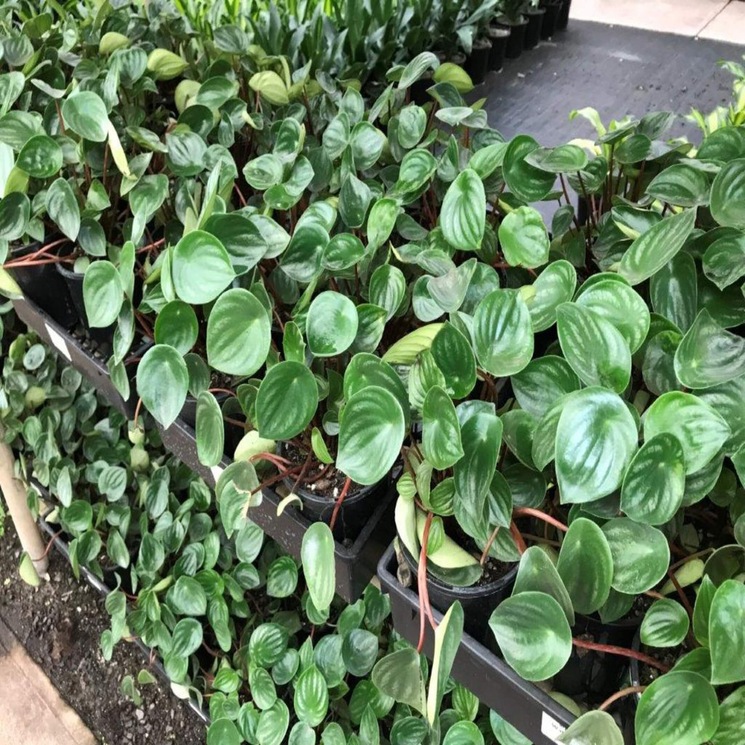 peperomia argyreia watermelon 130 mm