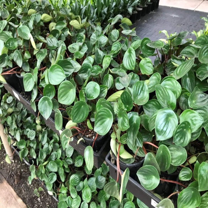 peperomia argyreia watermelon 130 mm