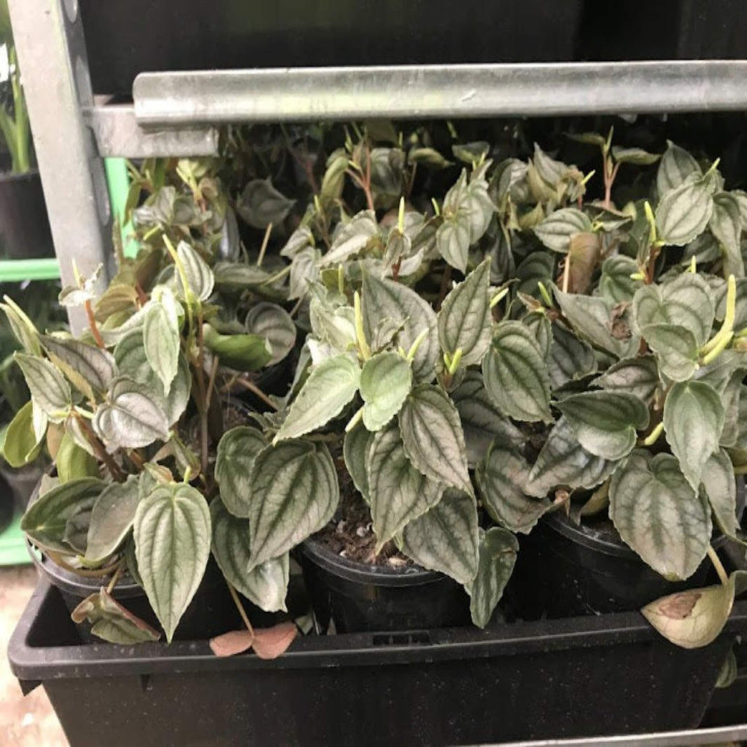 peperomia argyreia watermelon 130 mm