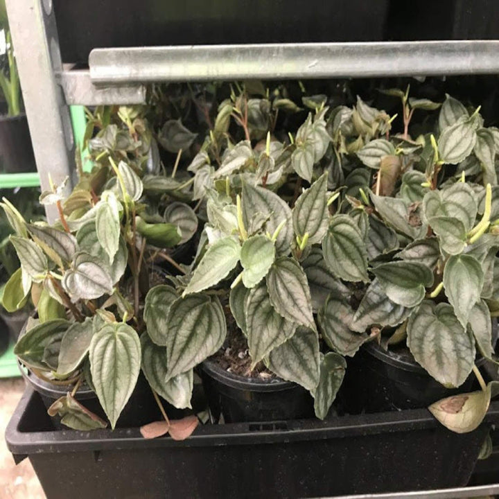 peperomia argyreia watermelon 130 mm