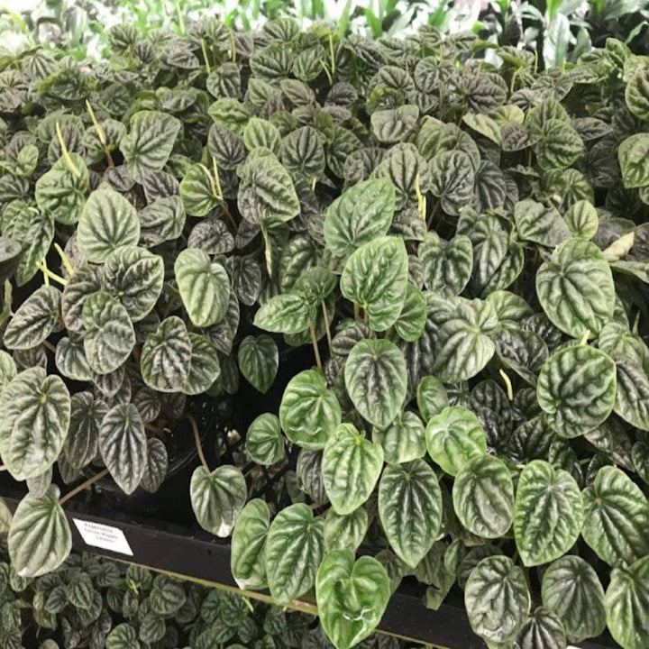 peperomia caperata emerald ripple 130 mm