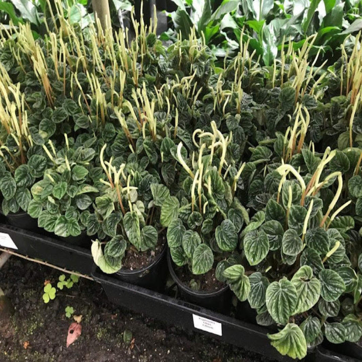 peperomia lilian 130 mm