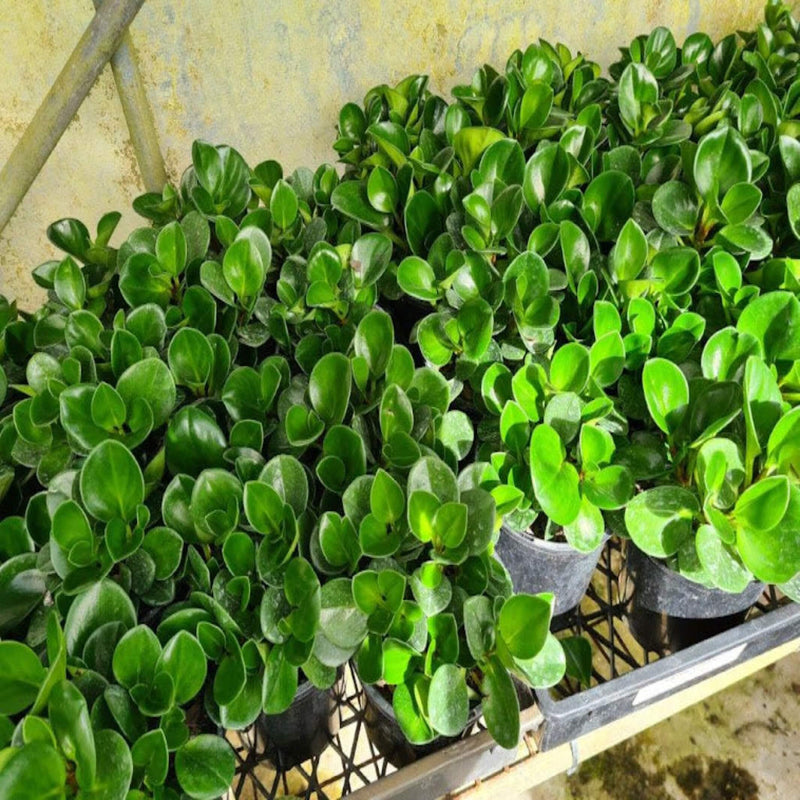 peperomia obtusifolia 130 mm