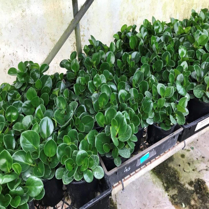 peperomia obtusifolia 130 mm