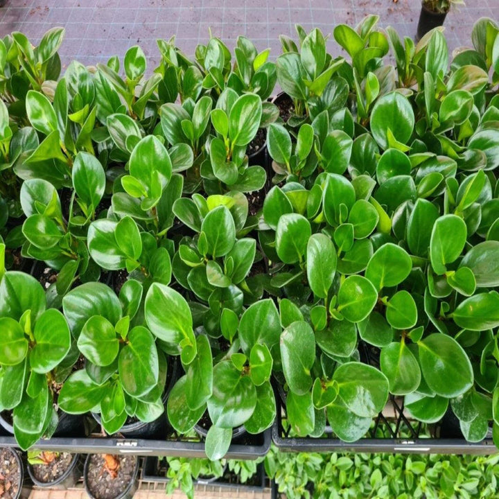 peperomia obtusifolia 130 mm