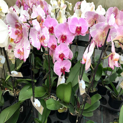 Phalaenopsis Orchid Mix 125 mm