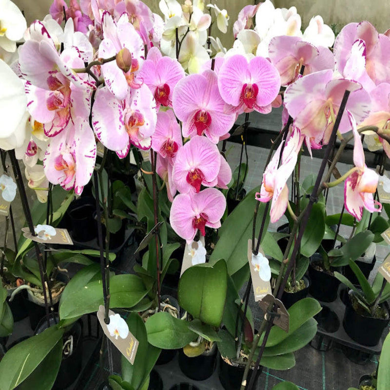 Phalaenopsis Orchid Mix 125 mm