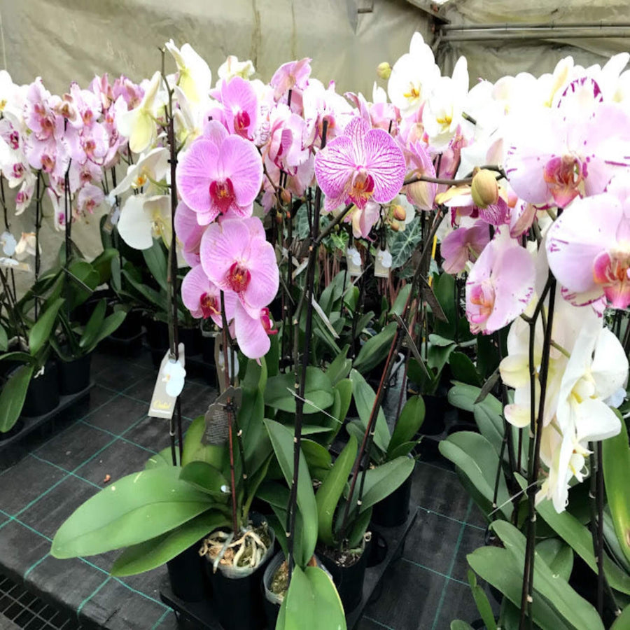 Phalaenopsis Orchid Mix 125 mm