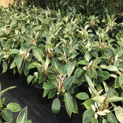 Philodendron Birkin 250 mm