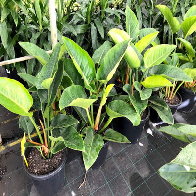philodendron congo 200 mm