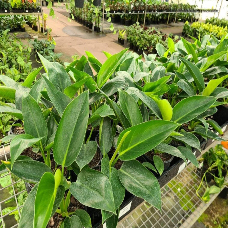 philodendron congo 250 mm