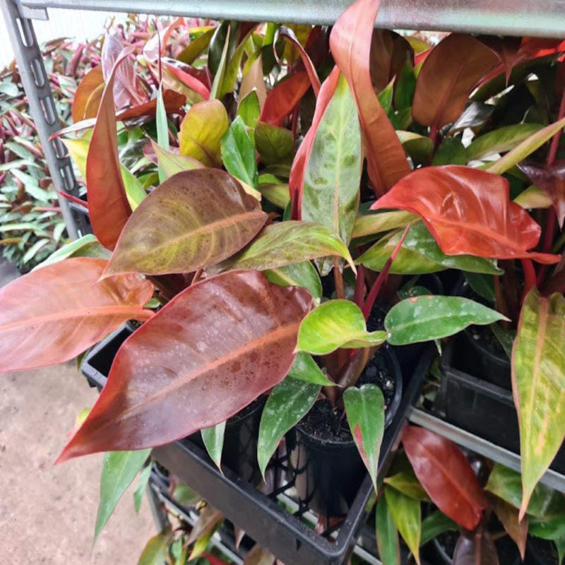 philodendron erubescens sun red 130 mm